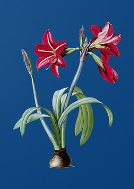 Brazilian Amaryllis