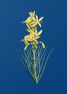 Blooming Yellow Asphodel