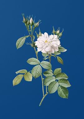 Autumn Damask Rose on Blue