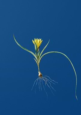 Ixia Recurva on Blue