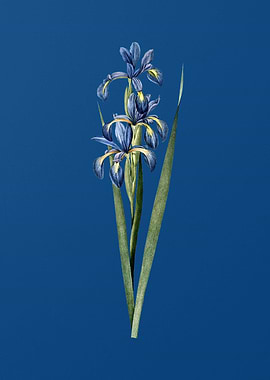 Vintage Blue Iris on Blue