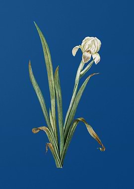 Vintage Crimean Iris