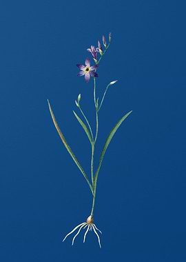Ixia Secunda on Blue