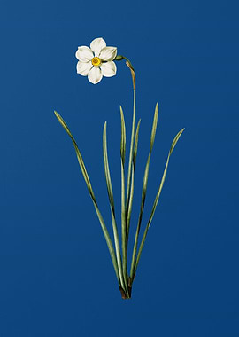 Narcissus Poeticus