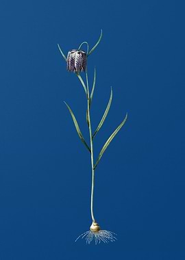 Chess Flower on Blue