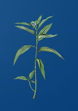 Vintage Dayflower on Blue