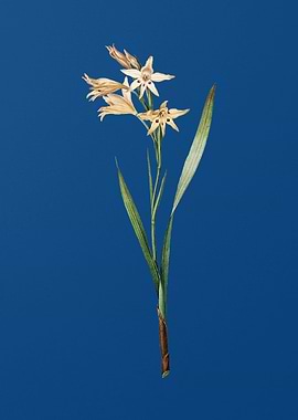 Gladiolus Cuspidatus