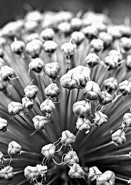 Abstract Onion Flower