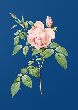 Blooming Fragrant Rosebush