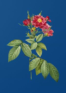 Blooming Boursault Rose