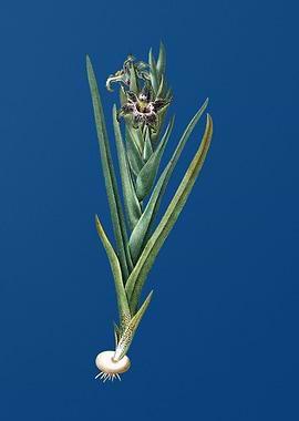 Ferraria on Classic Blue