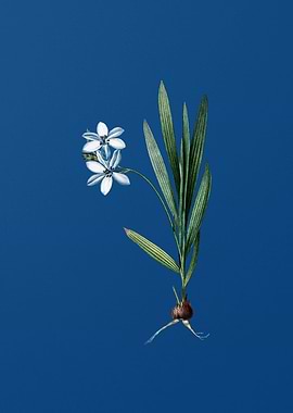 Gladiolus Plicatus on Blue