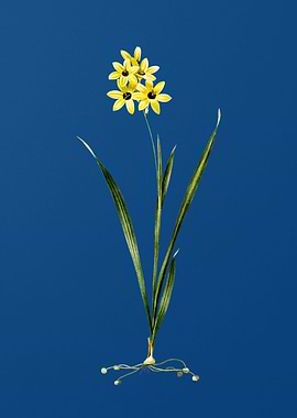 Ixia Fusco Citrina on Blue