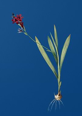 Gladiolus Mucronatus