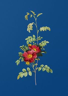 Blooming Alpine Rose