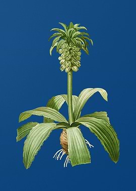 Eucomis Regia