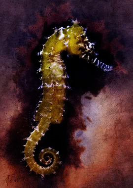 Sea horse