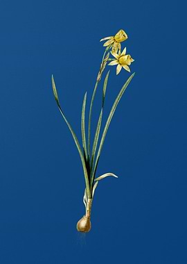 Narcissus Calathinus