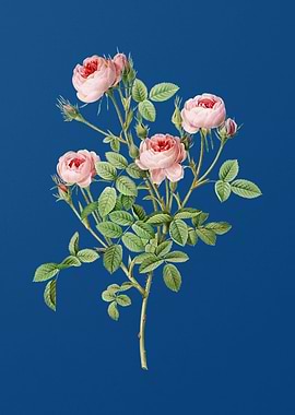 Blooming Burgundian Rose