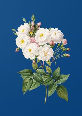 Noisette Roses on Blue