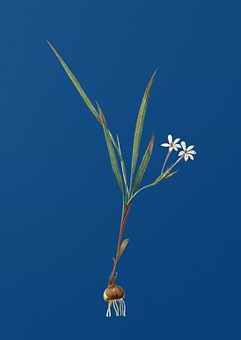 Gladiolus Inclinatus