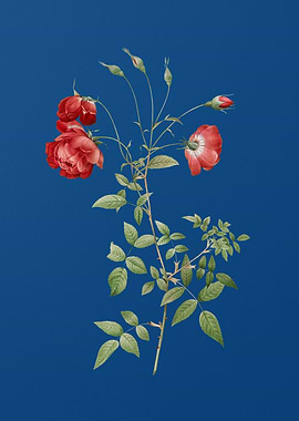 Blooming Red Rose on Blue