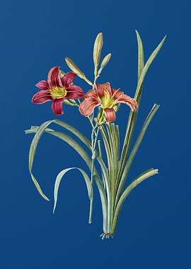 Orange Day Lily on Blue