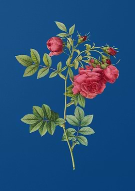 Blooming Turnip Roses