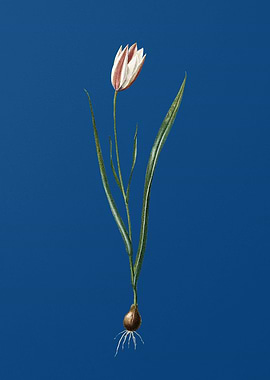 Lady Tulip