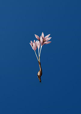 Vintage Autumn Crocus