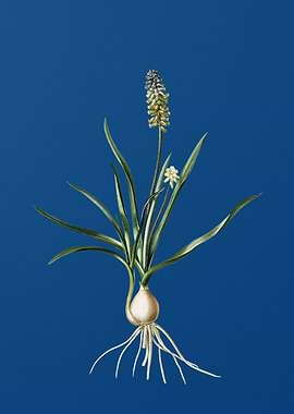 Muscari Ambrosiacum