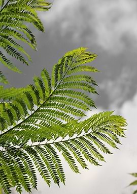 Farn in Africa 3897 CK