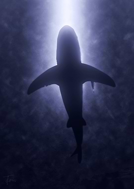 Shark 2