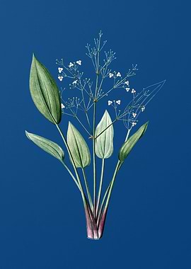 European Water Plantain