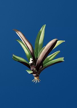 Boat Lily on Classic Blue