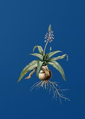 Lachenalia Lanceaefolia