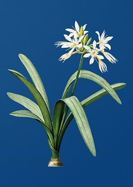 Pancratium Illyricum