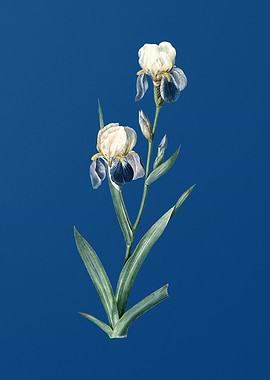 Elder Scented Iris on Blue