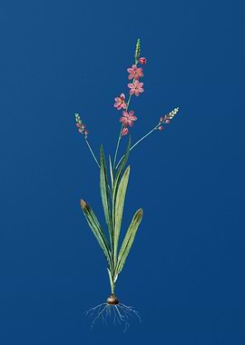 Ixia Scillaris on Blue