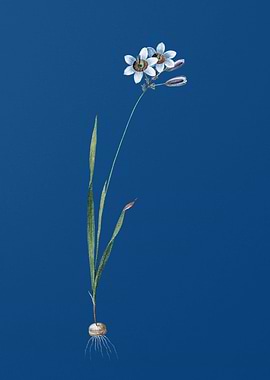 Galaxia Ixiaeflora on Blue