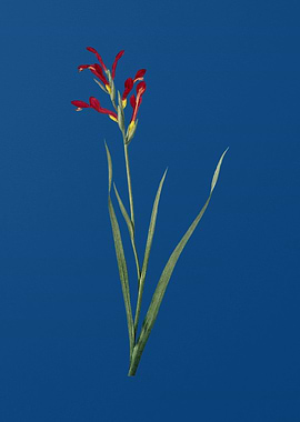 Gladiolus Cunonius
