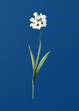 Ixia Maculata on Blue