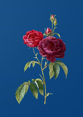 Blooming Purple Roses