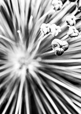 Onion Flower Abstract Sun