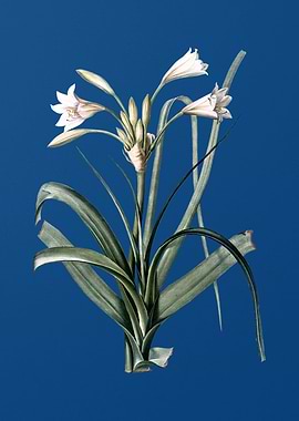Malgas Lily