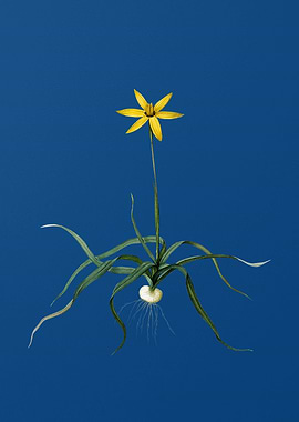 Hypoxis Stellata on Blue