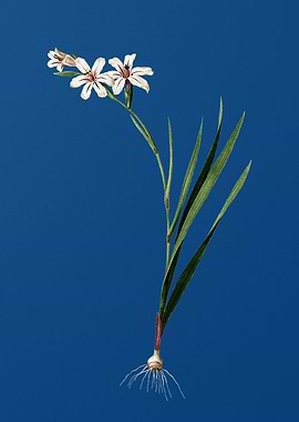 Gladiolus on Classic Blue