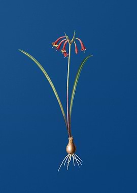 Vintage Brandlelie on Blue