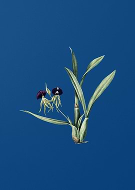 Clamshell Orchid on Blue