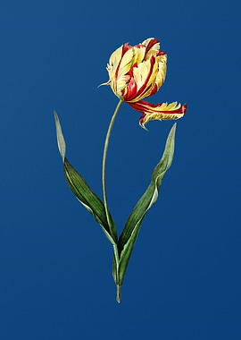 Vintage Didiers Tulip